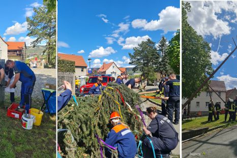 Maibaum aufrichten