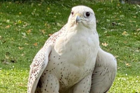 Falke
